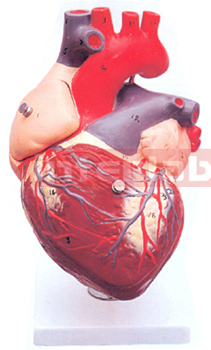 HUMAN HEART, 4 PARTS